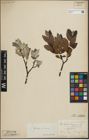 Foto von Salix lapponum L. x Salix silesiaca Willd.